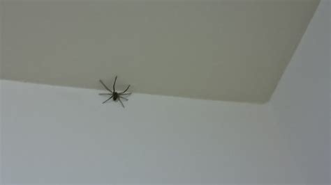 房間出現蜘蛛 屏風是什麼